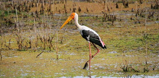 Bharatpur Bird Sanctuary