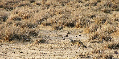 desert-national-park-jaisalmer