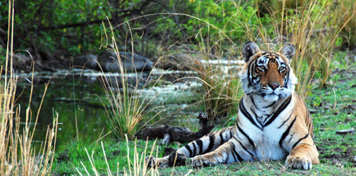 rajasthan-wildlife