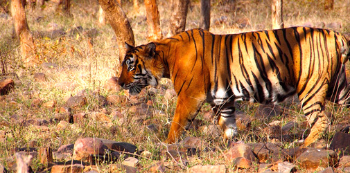 Ranthambore National Park