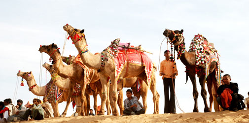 Bikaner Camel Festival