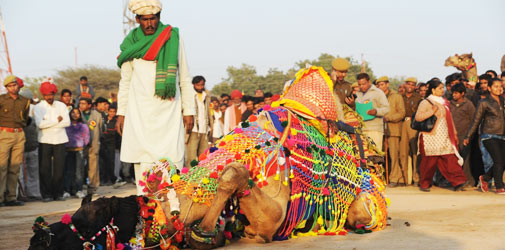 Bikaner Camel Festival Rajasthan
