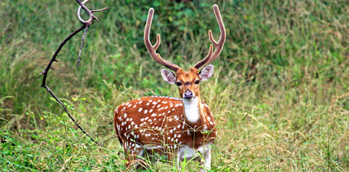 Sariska National Park